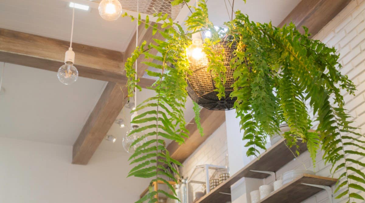 plants hanging from ceiling