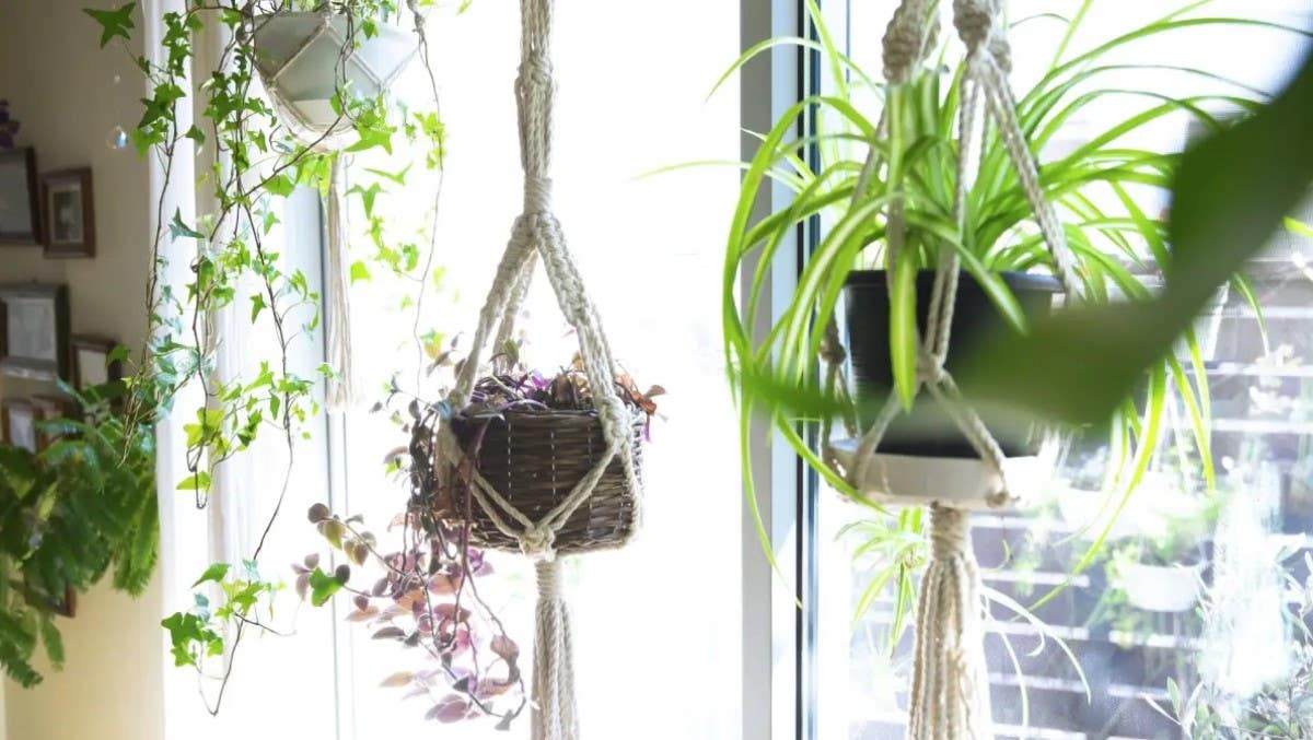 preparing plants to hang from ceiling