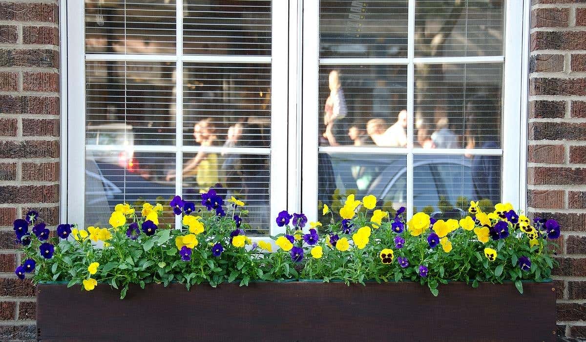 A window box with flowers
